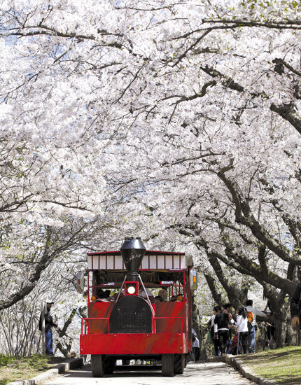 　　游覽車行駛在加拿大多倫多高地公園,載著游客觀賞櫻花