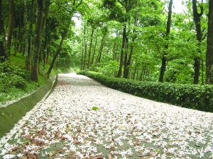 體驗(yàn)浪漫桐花祭 寶島春日的湖光山色