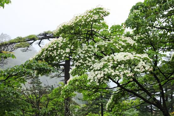 四照花開(kāi)滿樹,賞花正當(dāng)時(shí)