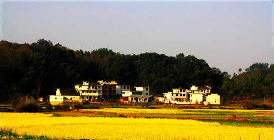 “醉美”大坪:葵花盛開 山花爛漫