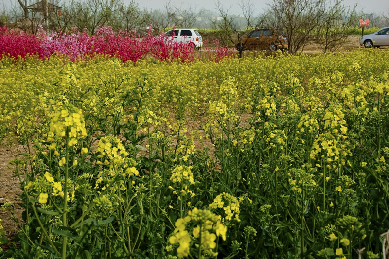 [旅游攻略]龍棲湖蝴蝶島國慶民俗嘉年華即將開幕