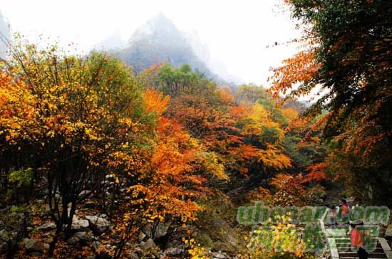 深秋去堯山賞紅葉、泡溫泉、拜大佛