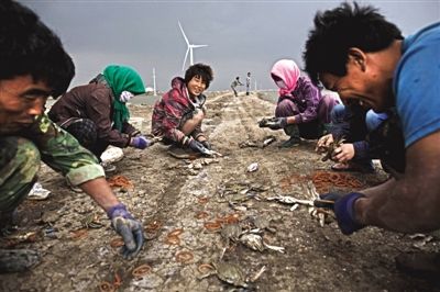 大雨將至，渤海邊的蟹池旁，蟹農(nóng)們不慌不忙地收綁梭子蟹。