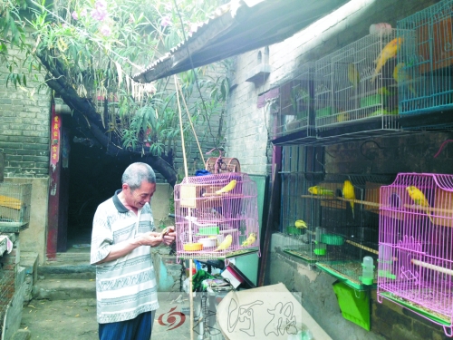 郭家大院的看護(hù)人郭天育老人在給鸚鵡喂食，對大院，他很不舍。