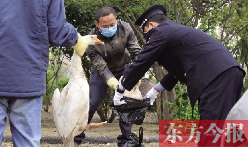 鄭州小區(qū)清理家禽