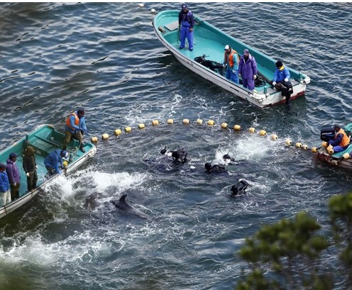 圖為當?shù)貪O民正在把海豚趕入屠殺圈內(nèi)。