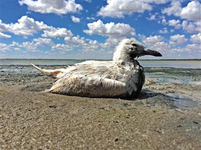 死去的鳥兒達(dá)到200多只，還有鳥兒在湖邊淤泥中掙扎著。