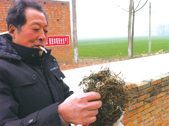 邢瑞亭向記者展示晾曬后的水芹菜，如今這種野菜也成為農(nóng)民餐桌上的香餑餑