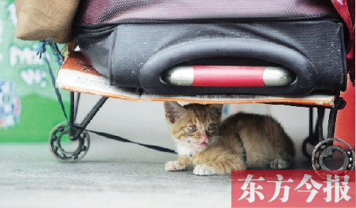 昨日，鄭州火車站廣場。一只小貓鉆到了行李下躲避烈日