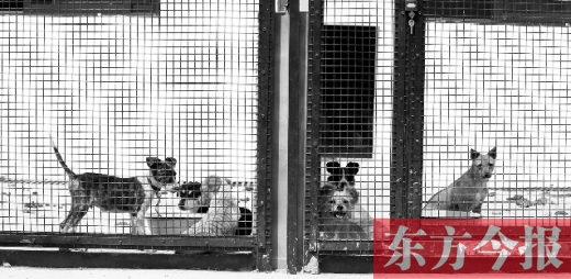 被主人遺棄的小狗暫時寄居在鄭州市犬只收容中心內(nèi)，如果沒有人來認(rèn)領(lǐng)，他們將被處以安樂死