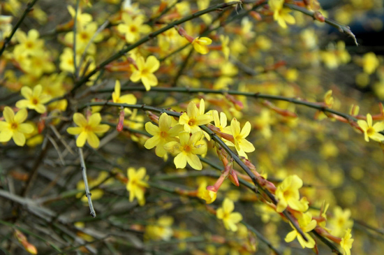 花都鄢陵：陽(yáng)春三月 賞花正當(dāng)時(shí)