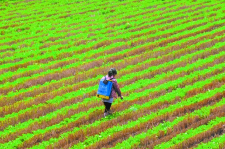 6月28日，內(nèi)黃縣東莊鎮(zhèn)馬固村農(nóng)民在花生地里噴施農(nóng)藥。