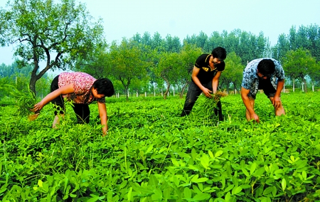 7月16日，內(nèi)黃縣后河鎮(zhèn)余莊村村民在花生地里除草。