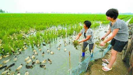 8月4日，濮陽(yáng)縣稻米專業(yè)合作社的社員在稻田喂鴨。