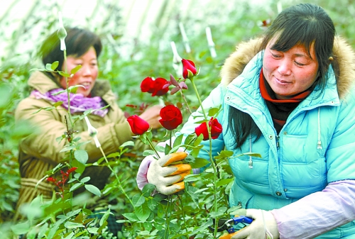 漯河農(nóng)戶種植溫棚玫瑰花