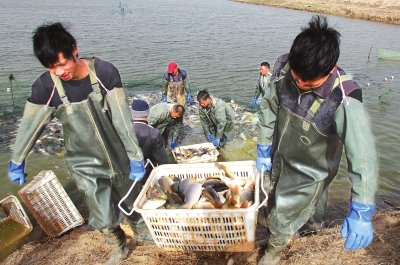 3月18日，漁民在溫縣黃河鯉魚生態(tài)養(yǎng)殖基地捕魚，近日，溫縣3000畝黃河鯉魚生態(tài)養(yǎng)殖基地的頭茬魚開始