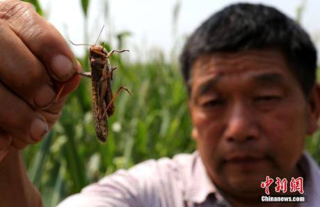 河南大量蝗蟲蠶食玉米