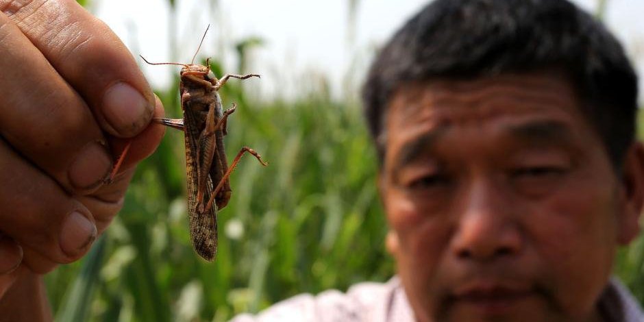 河南大量蝗蟲蠶食玉米