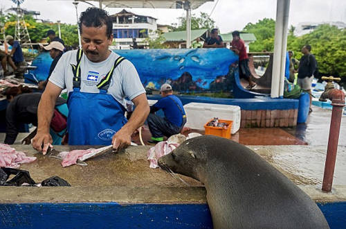 海獅變魚攤?？?排隊(duì)“購(gòu)買”金槍魚