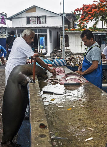 海獅變魚攤?？?排隊(duì)“購(gòu)買”金槍魚