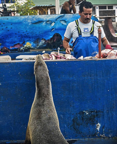 海獅變魚攤?？?排隊(duì)“購(gòu)買”金槍魚