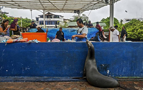 海獅變魚攤常客 排隊(duì)“購(gòu)買”金槍魚