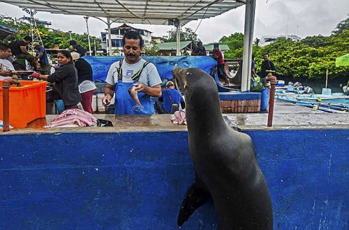 海獅變魚攤常客 排隊(duì)“購(gòu)買”金槍魚