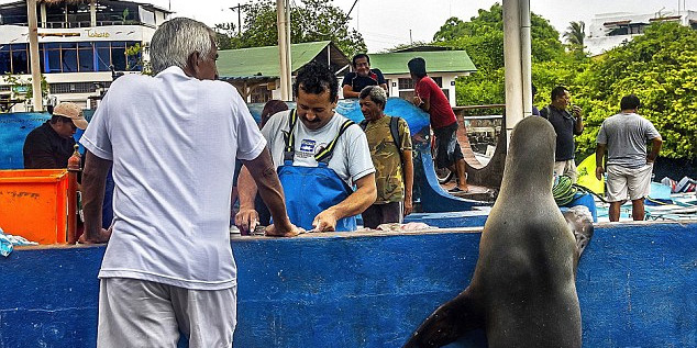 海獅變魚攤?？?排隊(duì)“購(gòu)買”金槍魚