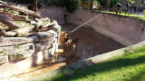 西班牙男子跳進動物園獅子山