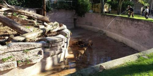 西班牙男子跳進動物園獅子山