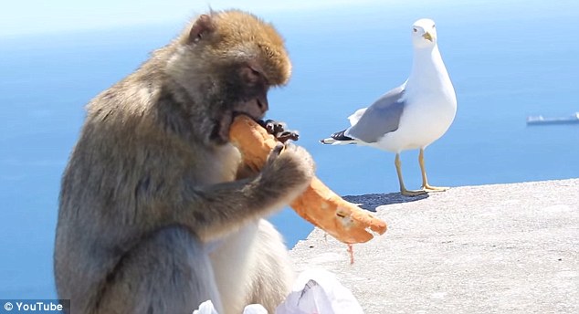 饑餓獼猴從游客背包里偷午餐