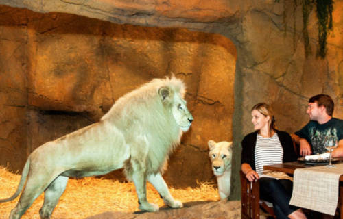 澳洲動物園中開旅館 親密接觸野生動物