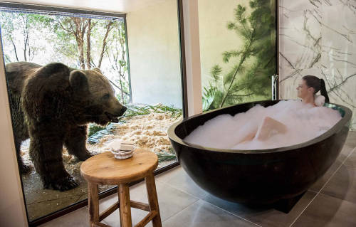 澳洲動物園中開旅館 親密接觸野生動物