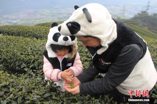 四川天價“熊貓茶”春茶三月首采