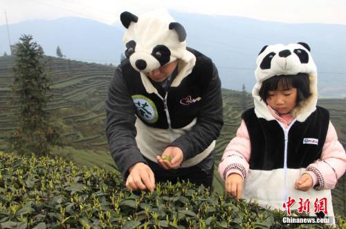 四川天價“熊貓茶”春茶三月首采