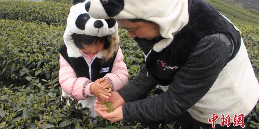 四川天價“熊貓茶”春茶三月首采