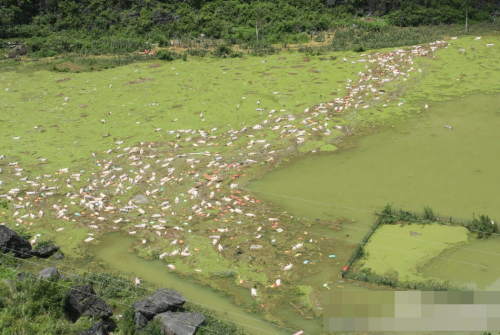 1萬(wàn)余頭死豬浸泡水中