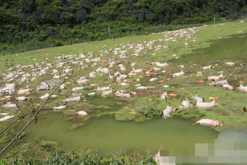 1萬(wàn)余頭死豬浸泡水中