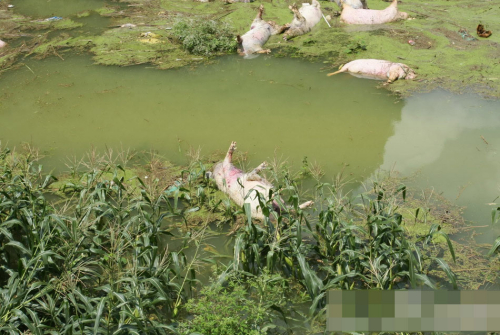 1萬(wàn)余頭死豬浸泡水中