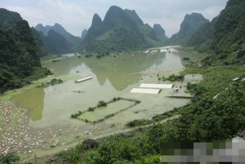 1萬(wàn)余頭死豬浸泡水中