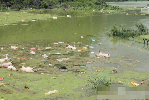 1萬(wàn)余頭死豬浸泡水中