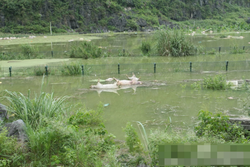 1萬(wàn)余頭死豬浸泡水中