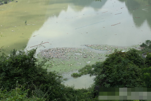 1萬(wàn)余頭死豬浸泡水中