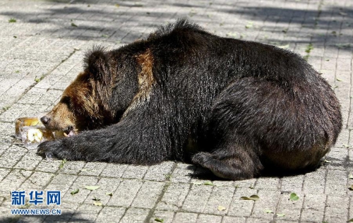 重慶發(fā)布高溫預警 動物享受