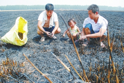 　村民為挽回一點(diǎn)損失，只得撿拾一些燒焦的麥穗。