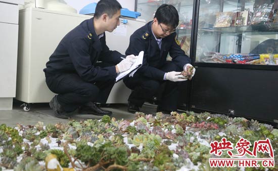 河南出入境檢驗(yàn)檢疫局工作人員正在檢查截獲的多肉植物