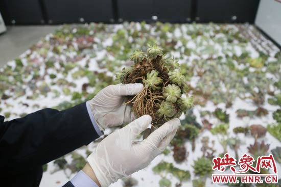 這些被截獲的多肉植物郵件面單上的品名大多申報為“禮物”、“衣服”等，屬于瞞報行為。