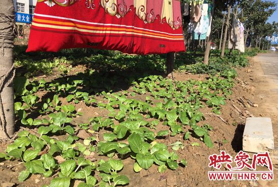 西四環(huán)中原路交叉口，大片生態(tài)廊道被毀，變成私家菜園。