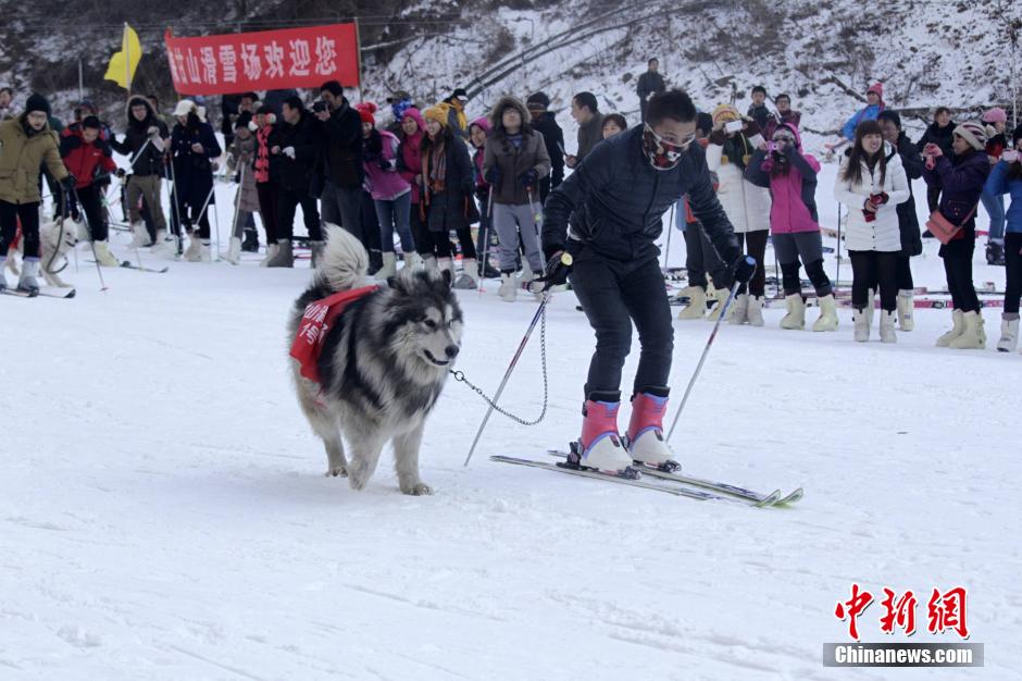 河南辦寵物滑雪賽 烏龜贏兔子得第三