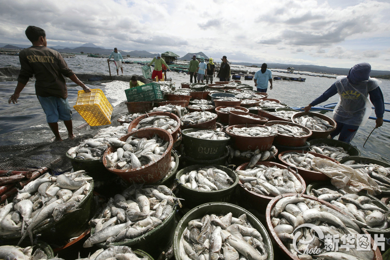 菲律賓塔塔爾湖出現(xiàn)大量死亡魚群